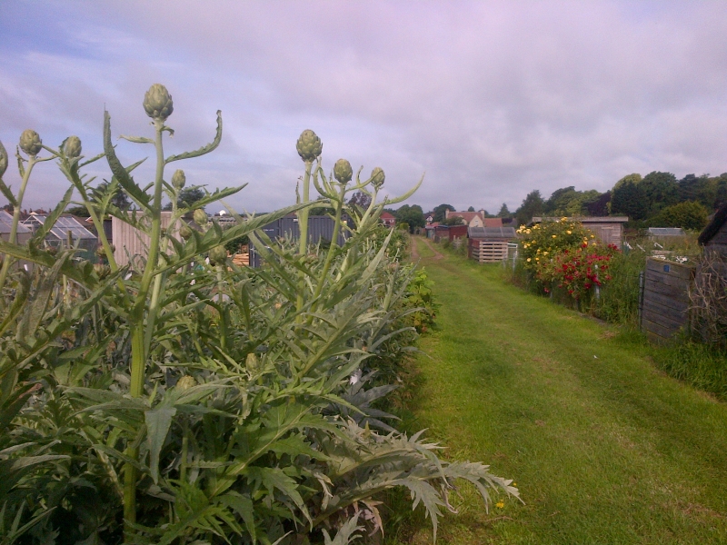 Willoughby Road Allotments